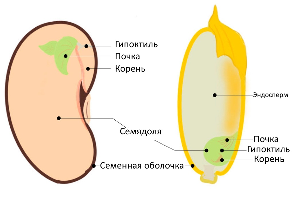Схема структуры семян. Двудольные растения, пример семени фасоли ( слева , без эндосперма) и однодольные растения, пример семени риса ( справа , с эндоспермом).