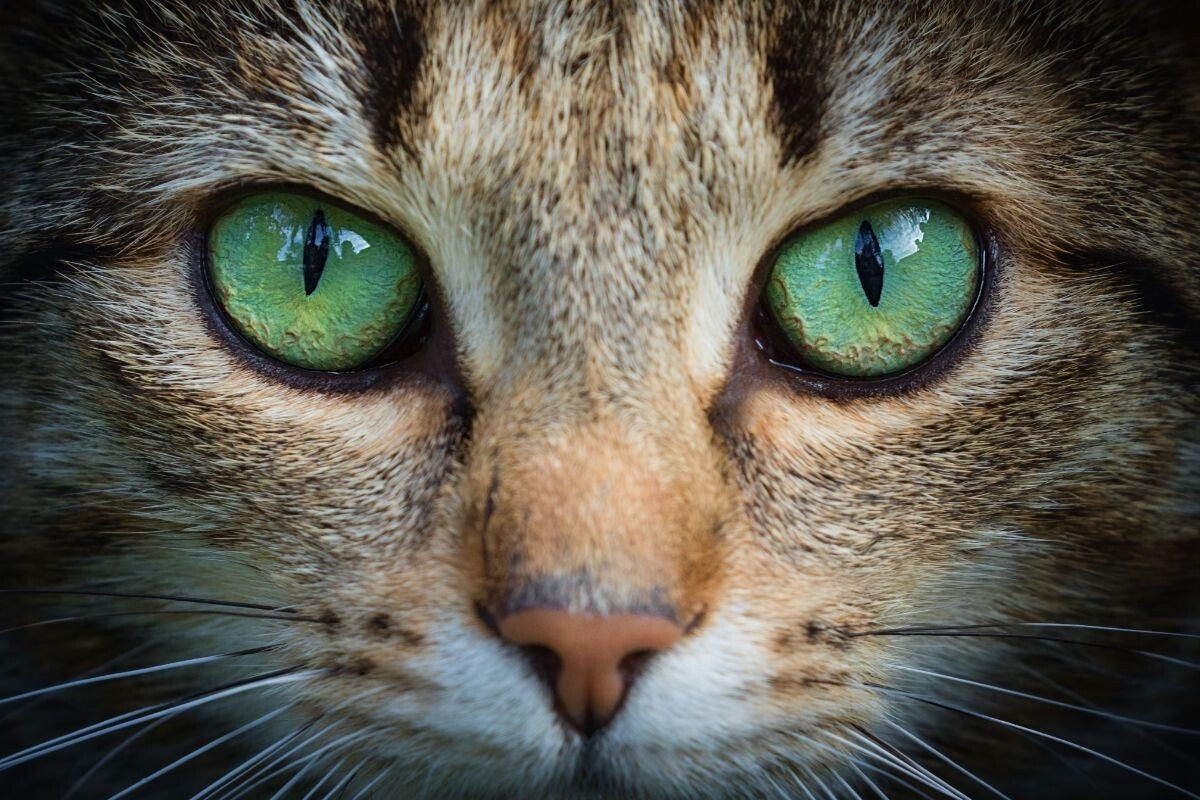 Фото с сайта: https://dzen.ru/a/Z5_W--5_X3sWj_BZ