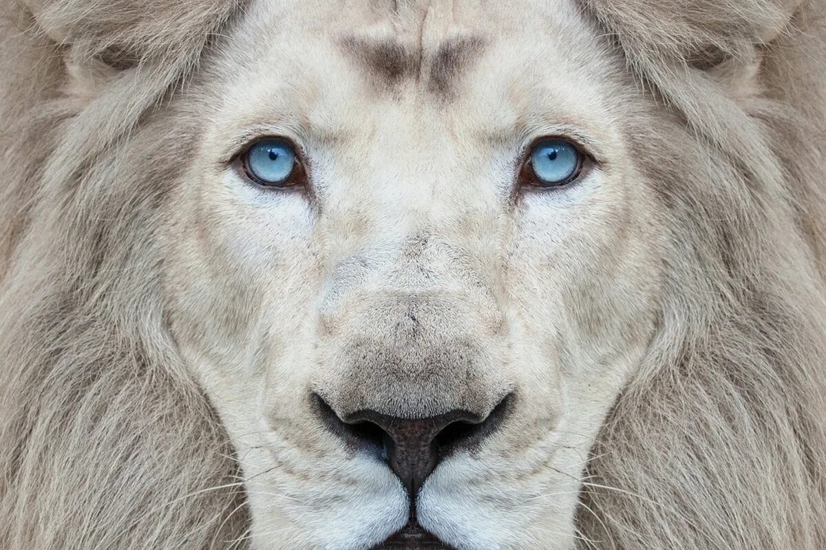 Фото с сайта: https://www.quebecscience.qc.ca/sciences/sauver-lions-blancs-timbavati/