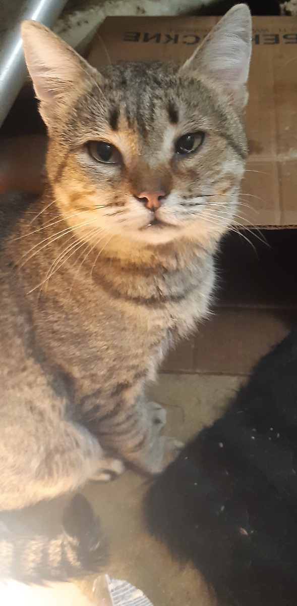 Пушистый Сержик, добрый Сержик, умный Сержик!