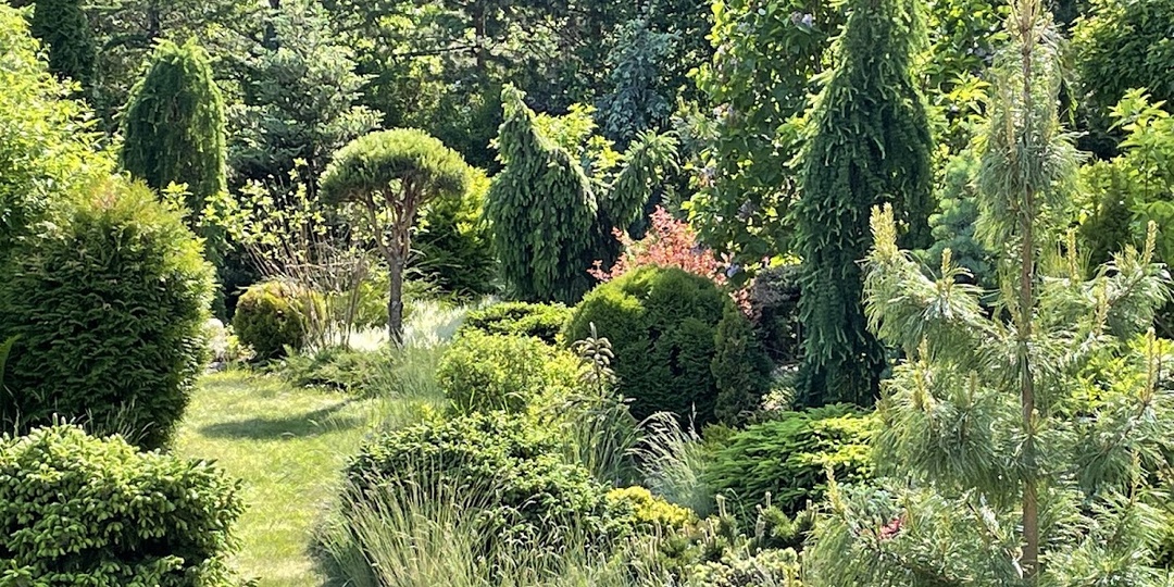 Выбор мульчи для хвойного сада: от газет до камней и шишек