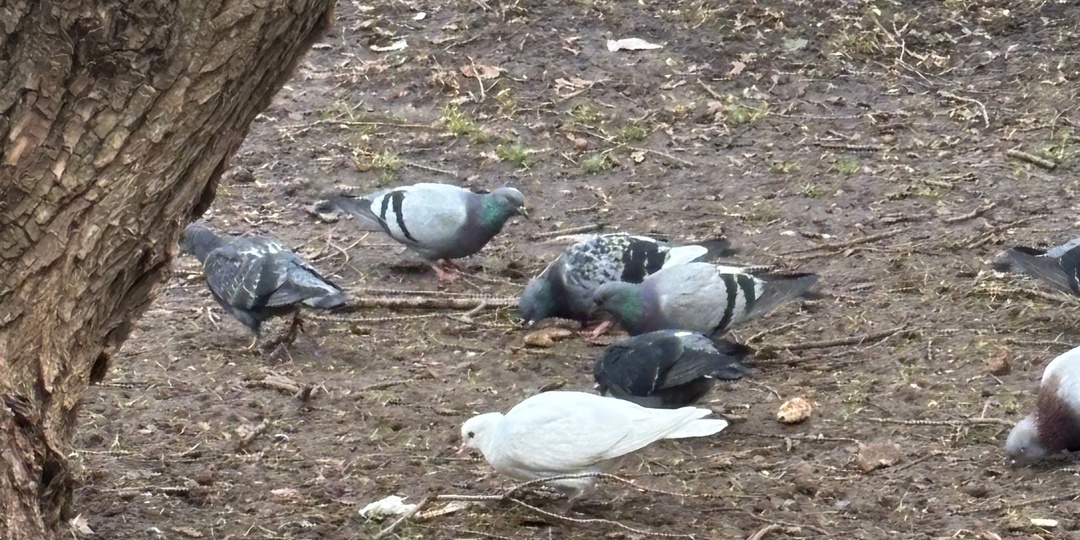 Голубь Федя