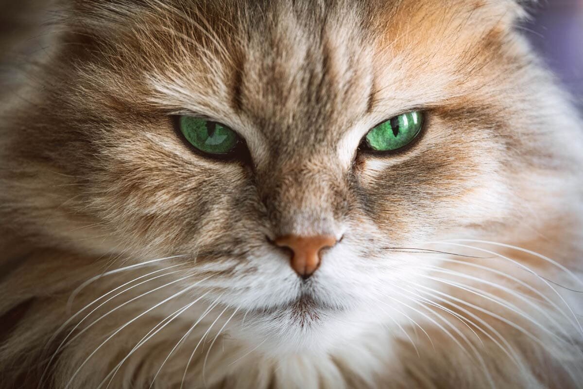 Фото с сайта: https://mungfali.com/post/21A889C89B5C26E28E3D217AE97257EDBE36435A/Yellow+Cat+with+Green+Eyes