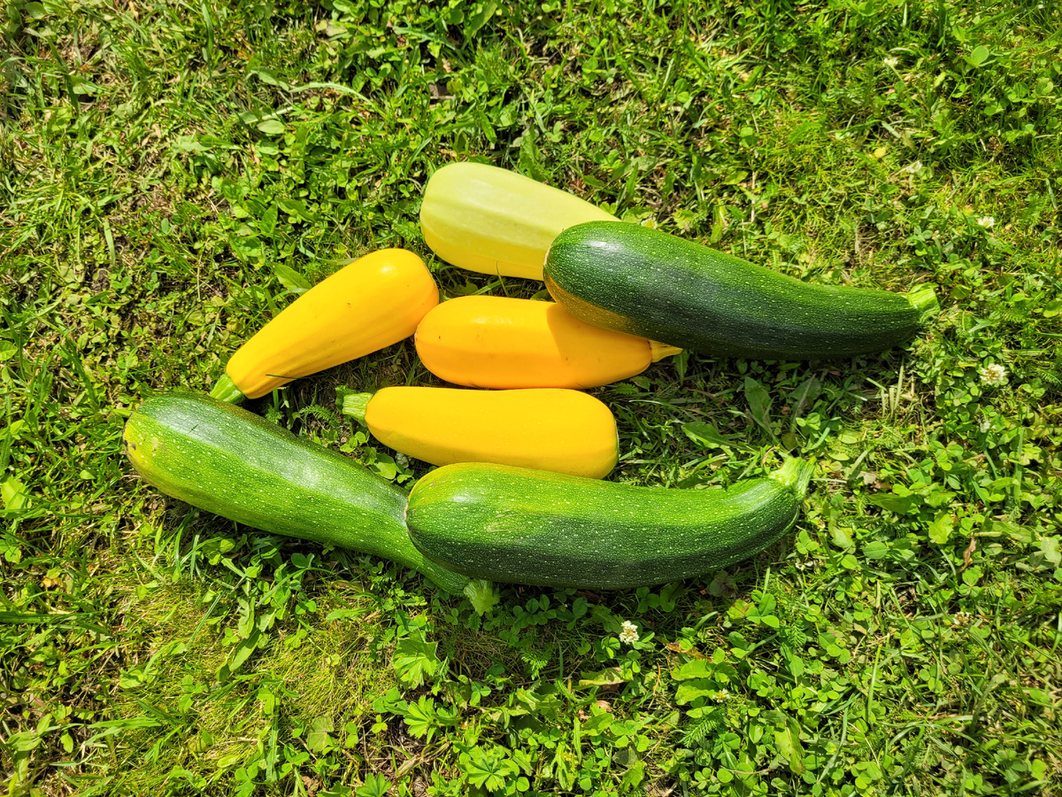  Срываю молоденькие кабачки.