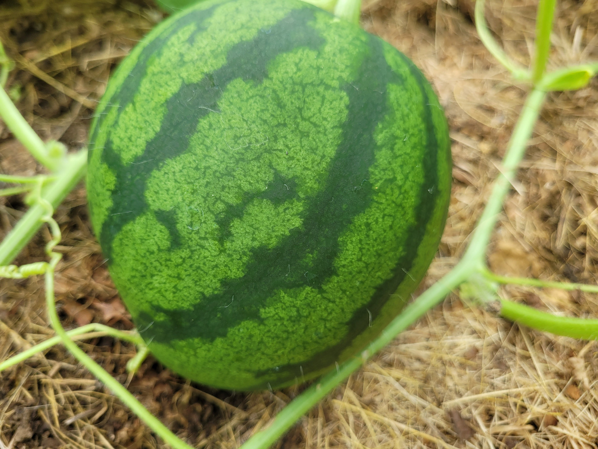 Арбуз в теплице.