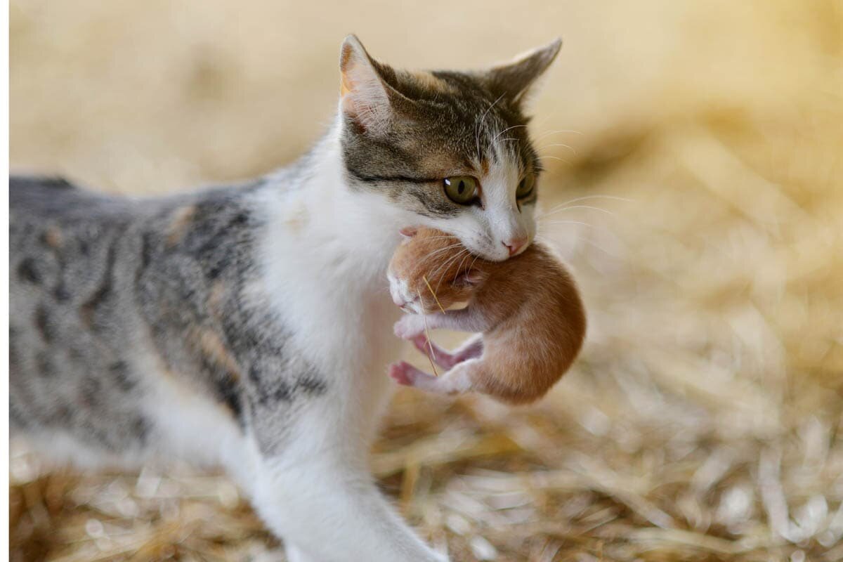 Фото с сайта: https://storage.googleapis.com/dtqsjlconzhuse/why-do-cats-move-their-paws-when-you-pet-them.html