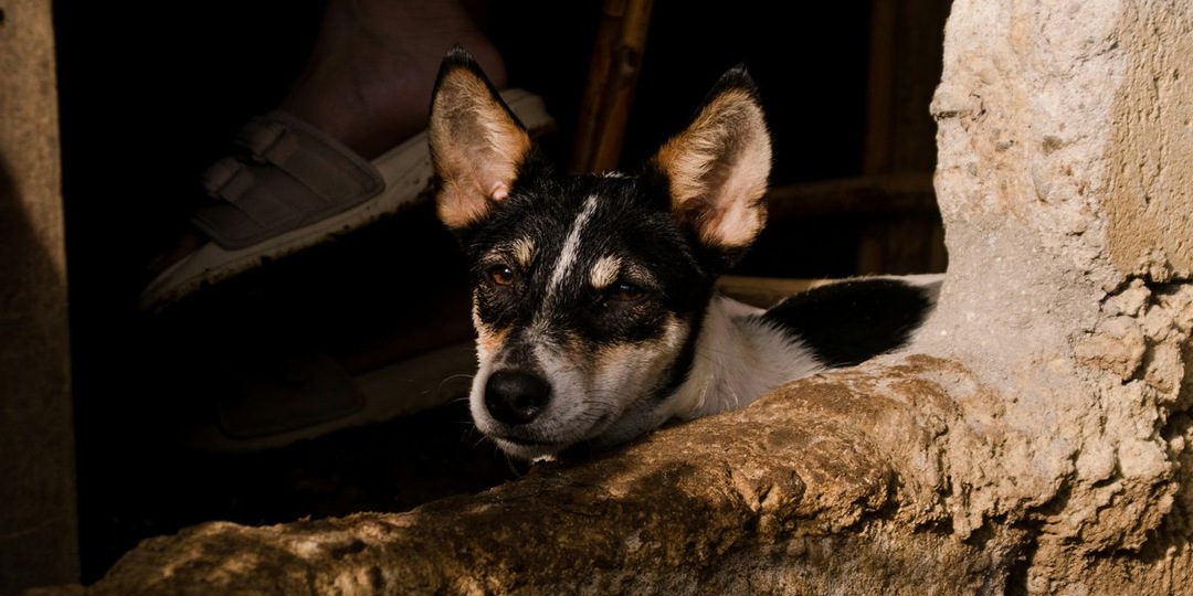 Право на спасение: государство берет под защиту домашних животных