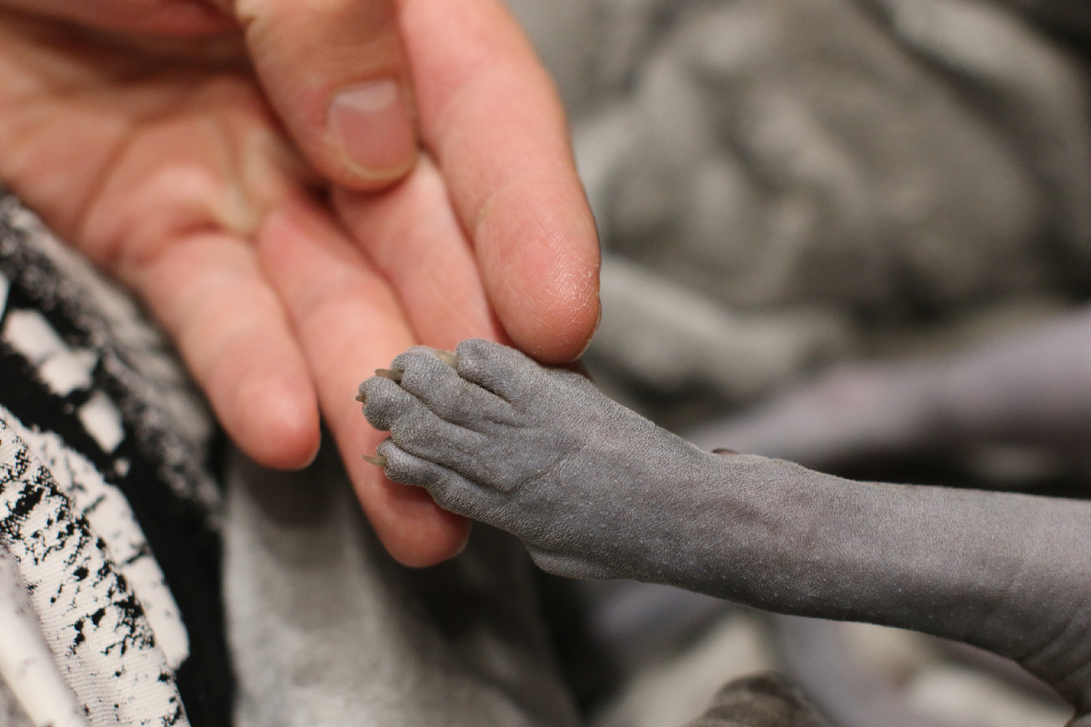 Лапки сфинксов поразительно напоминают человеческую руку