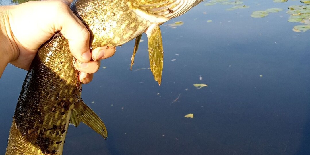 Восемь щук за два часа после первой резкой поклёвки: как понять по началу клёва, стоит ли оставаться на месте.