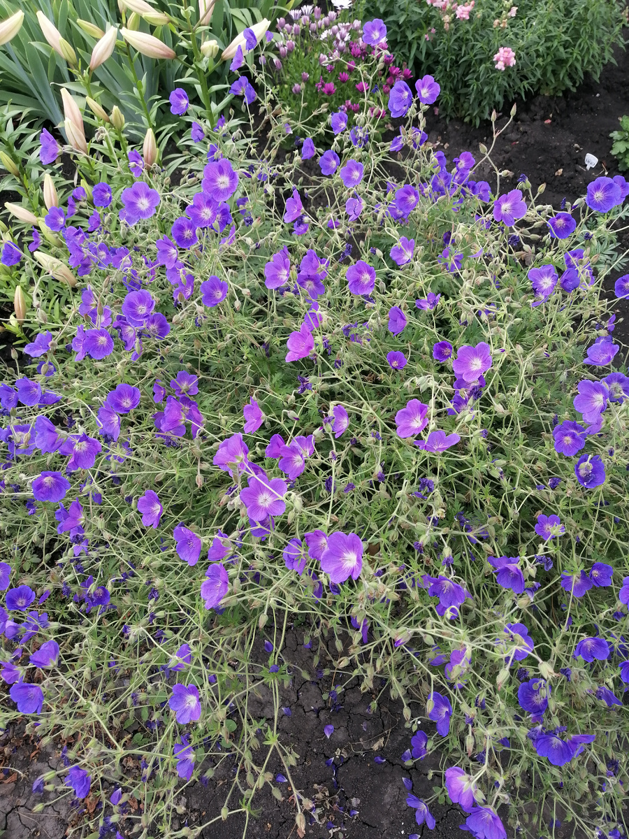 Герань "Блю Блад"