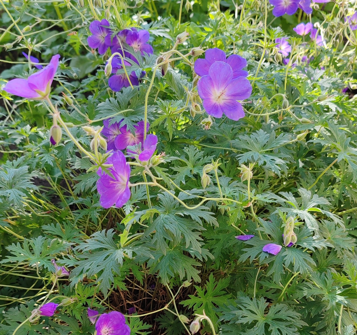 Герань "Блю Блад"