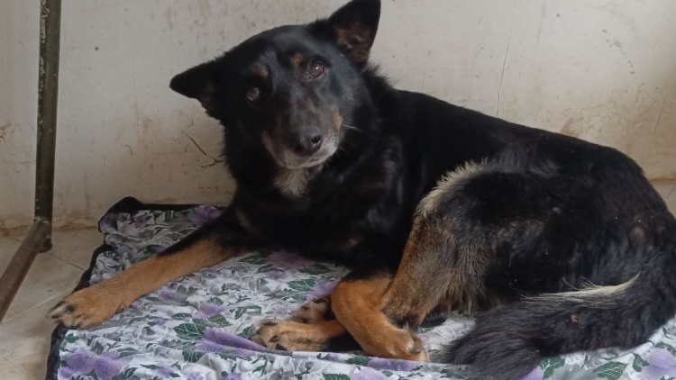 Дружок нашпигован пу'лями