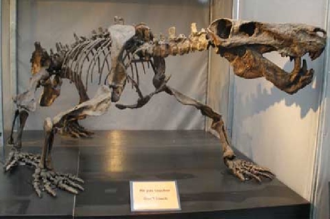 Окаменелый скелет иностранцевии