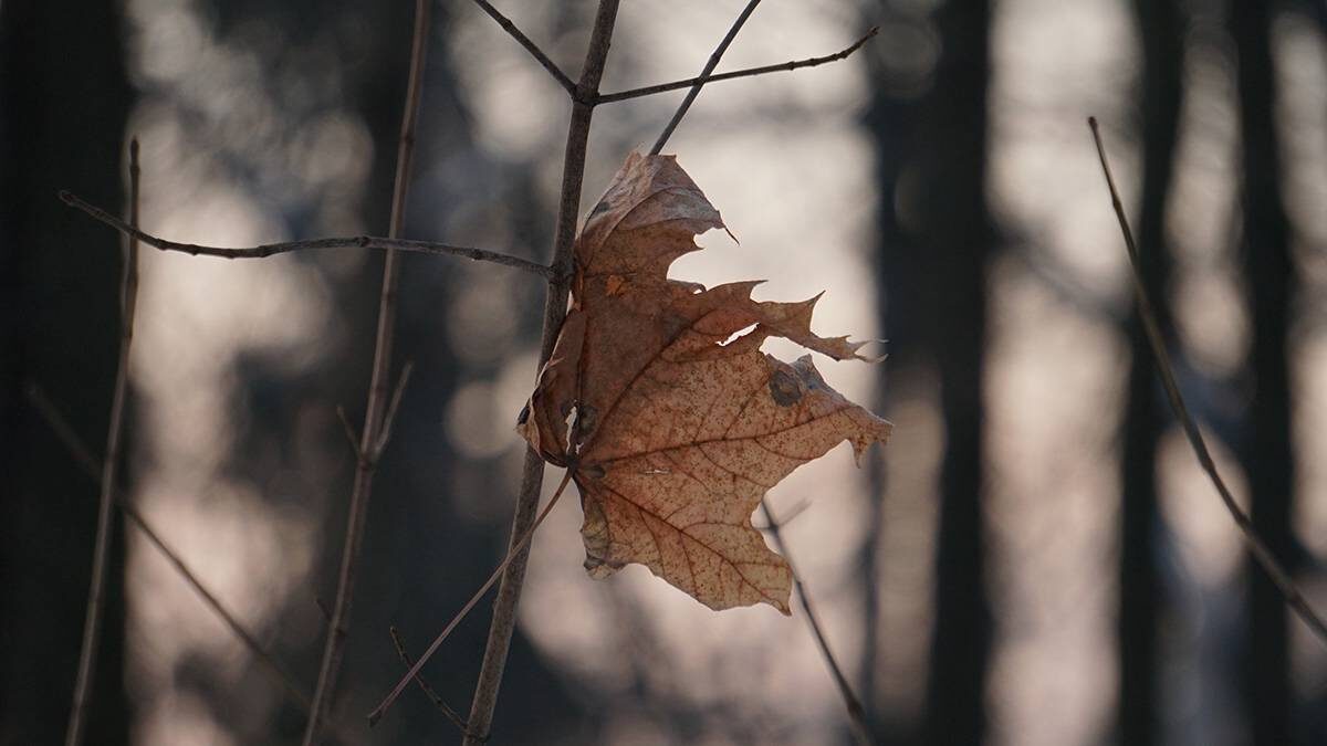   Фото: Анатолий Цымбалюк / Вечерняя Москва