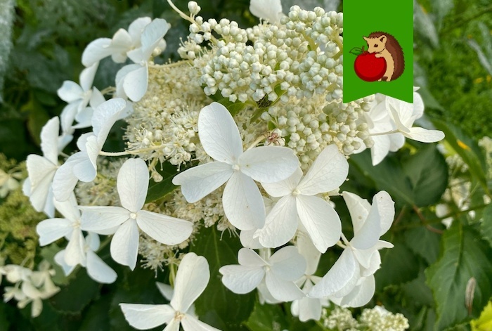 С кем не дружат гортензии: 5 плохих соседей, которые не стоит сажать рядом