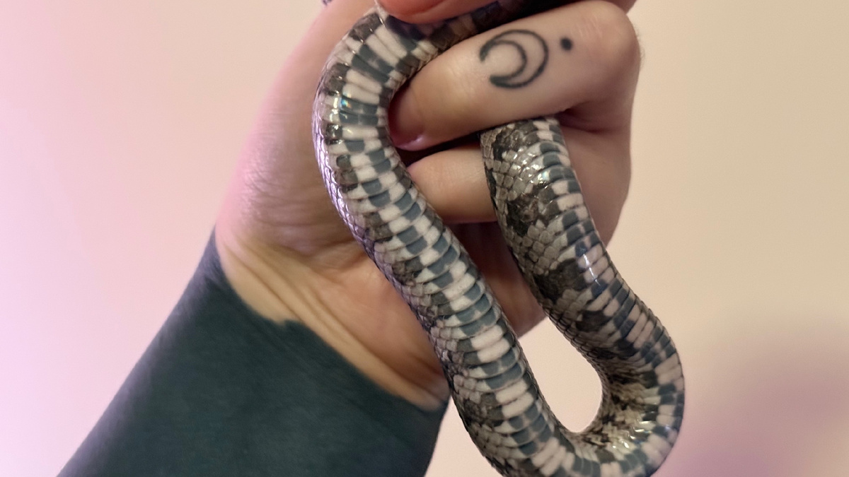 живот побледнел, но  тело и глаза пока еще нет