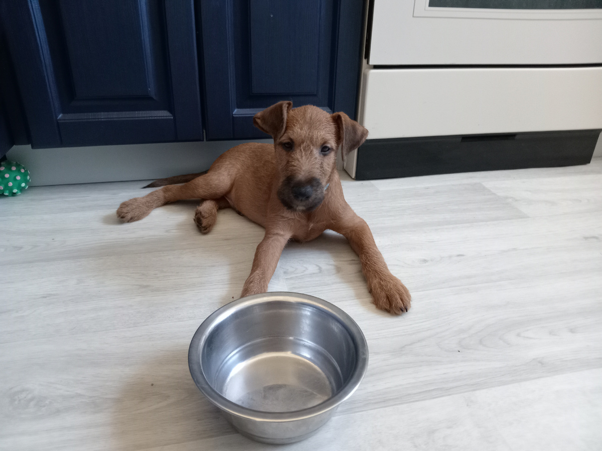 А кормить будут?