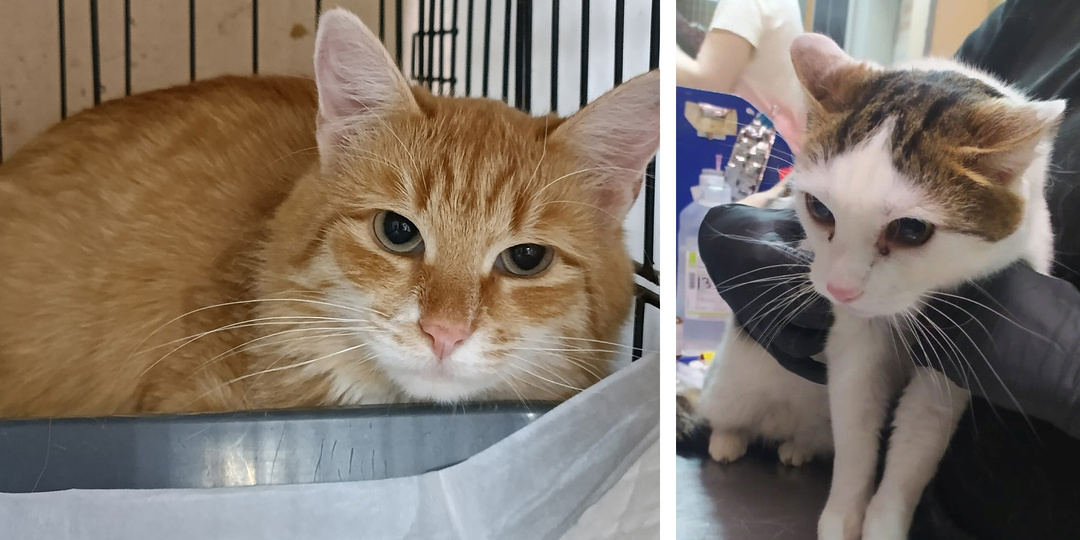 Подопечные, которым нужна помощь прямо сейчас