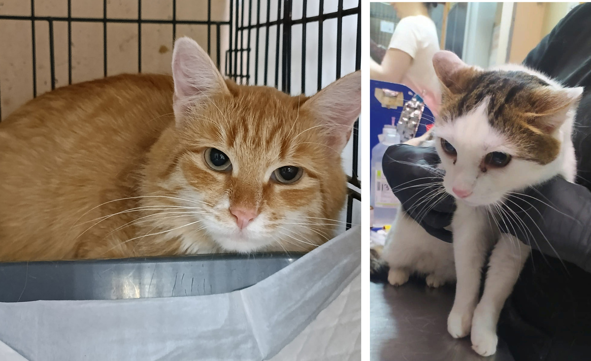 Флисик и Бумми.