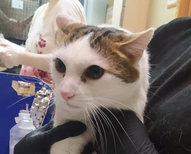 Бумми в приюте.