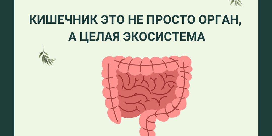 «Кишечник это не просто орган, а целая экосистема»