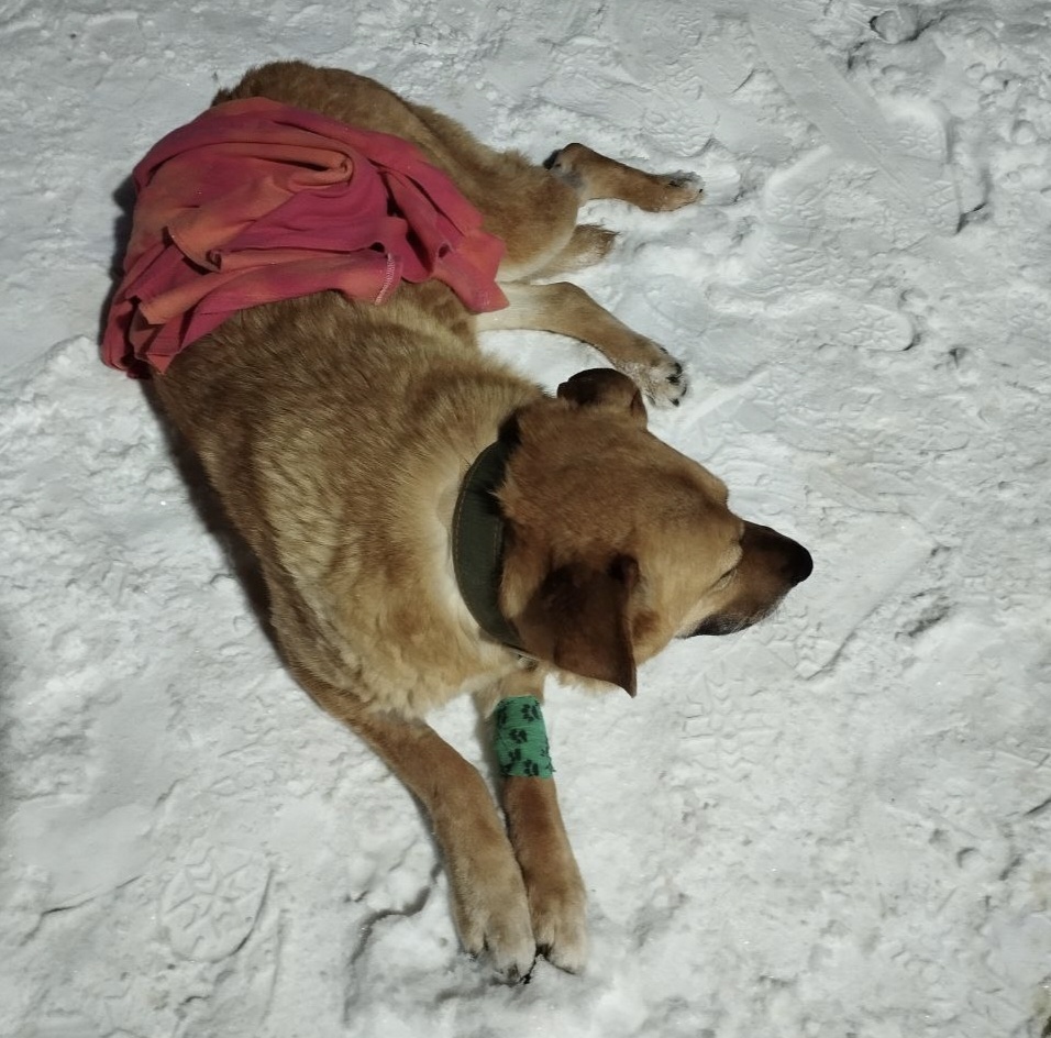 Хоть её  задние лапы пока не слушаются, Муха " требует" чтобы её вывели на прогулку.
