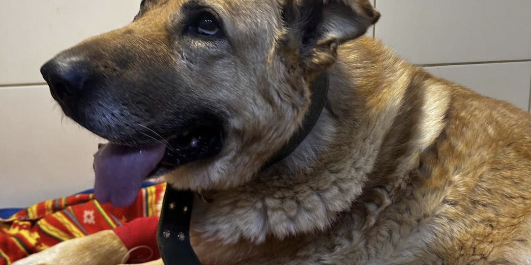 Муха хочет жить. И мы не вправе решать за неё