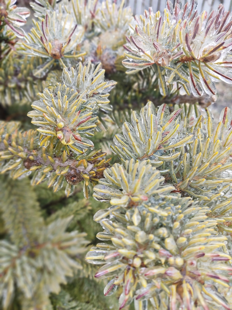 Хрустальные елки. 