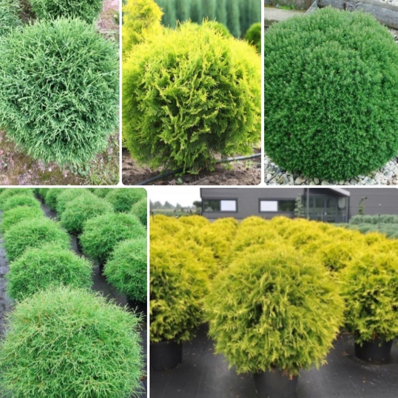 Тут на участке