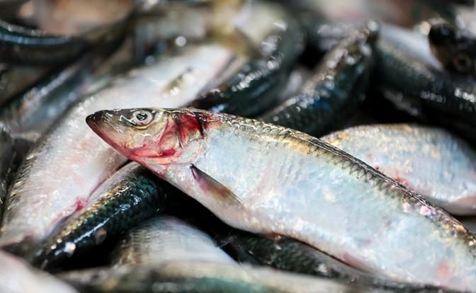 За 2025 год белорусские рыбаки наловили селедки для России больше всех. А почему нашей рыбы нет на прилавках?