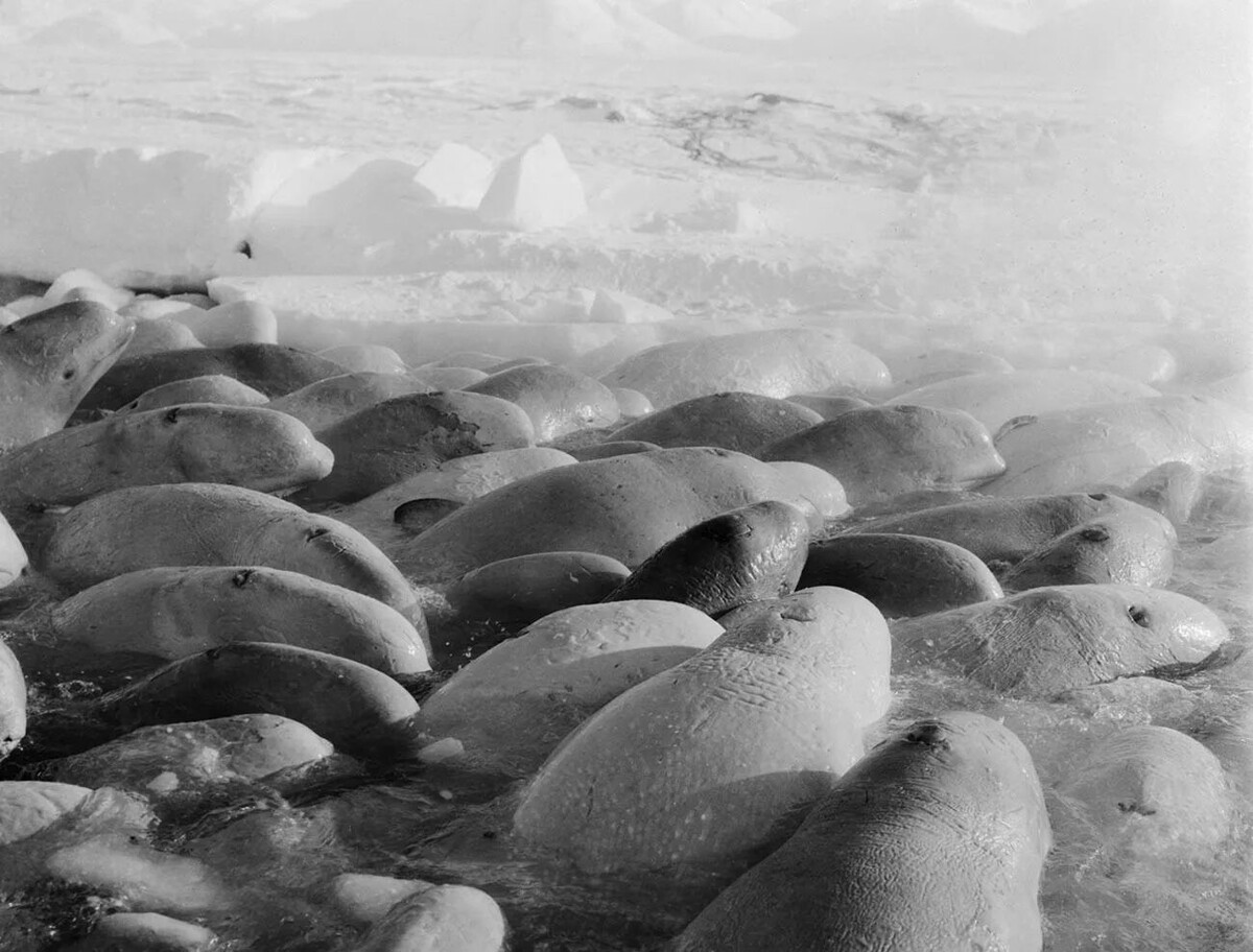 Скопление китов в проливе Сенявина. \ Фото: rbth.com.