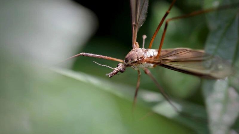    Фото: Zacarias da Mata/Shutterstock/Fotodom
