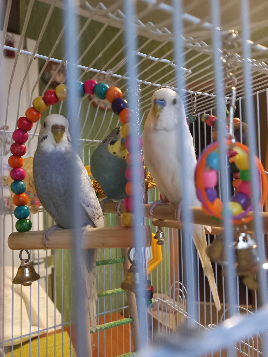 Так и живут