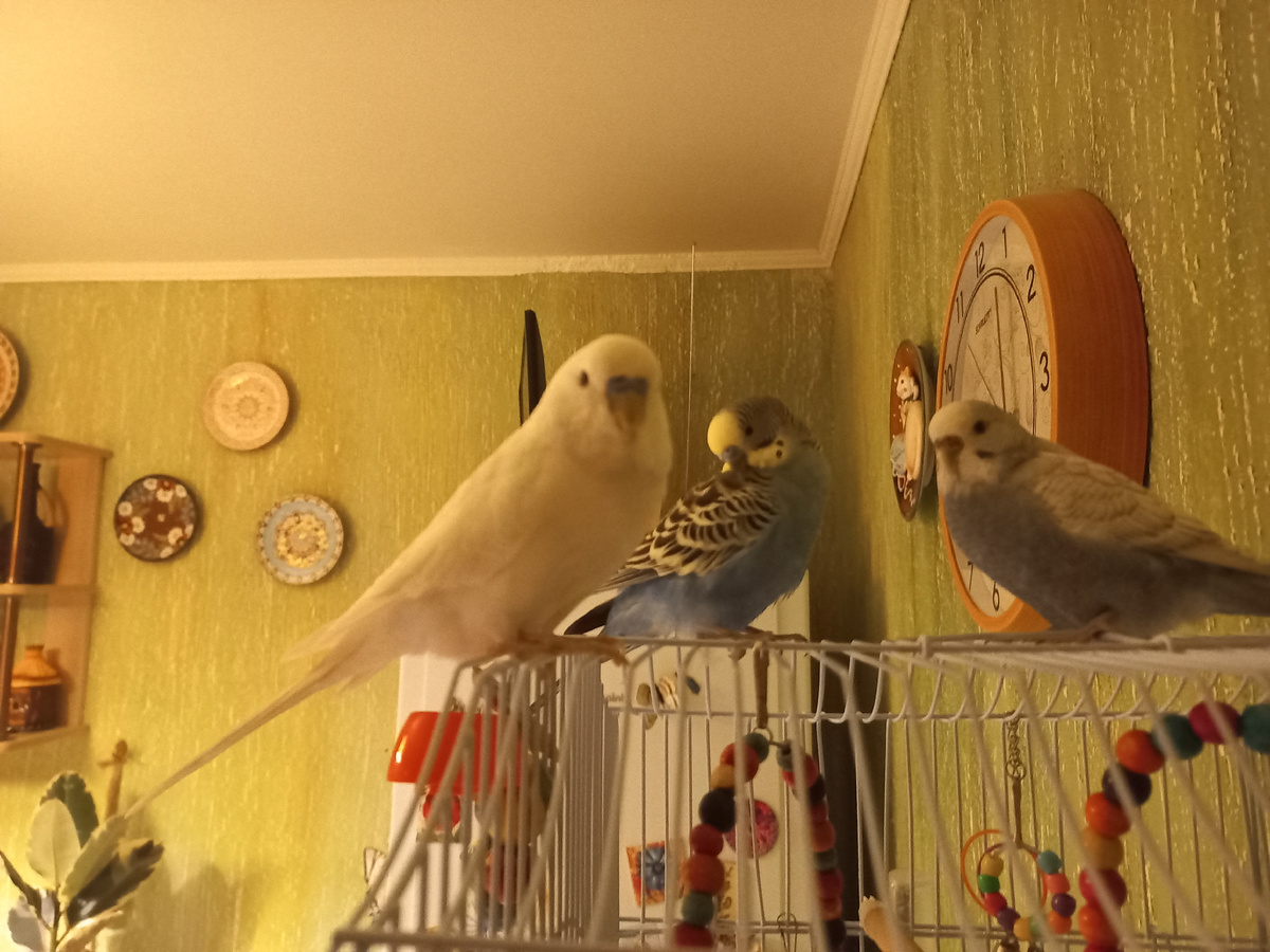 Наша компашка Снежок, Кеша и Ксюша