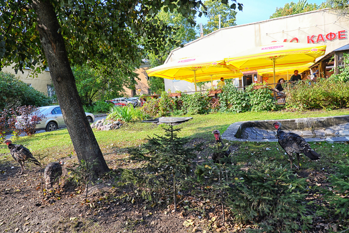 Обычные царскосельские индюки. Фотография Александра Новикова. 2019