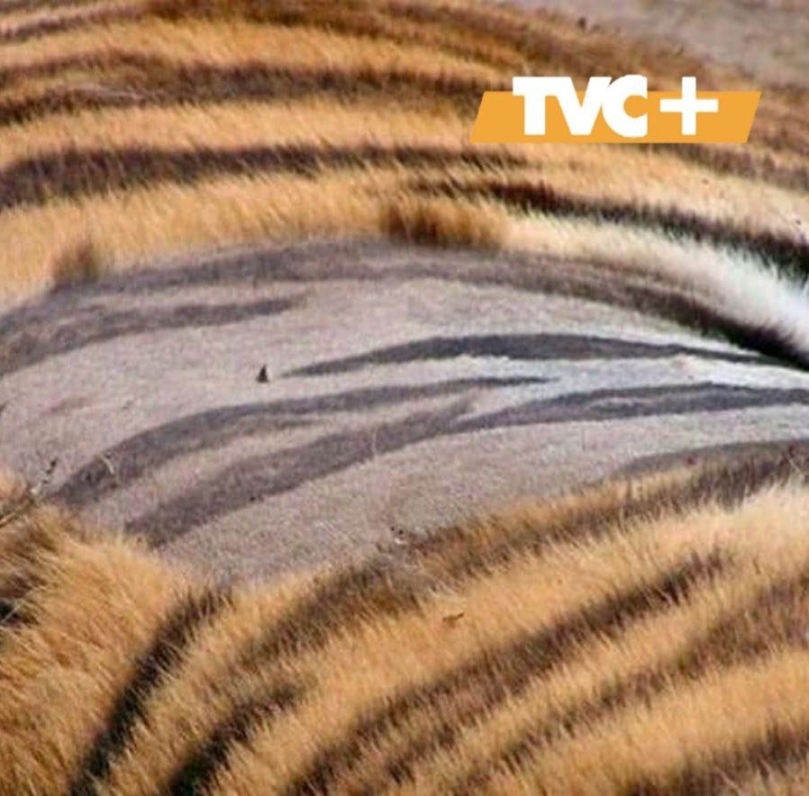 Кожа у тигров повторяет каждую полосу.