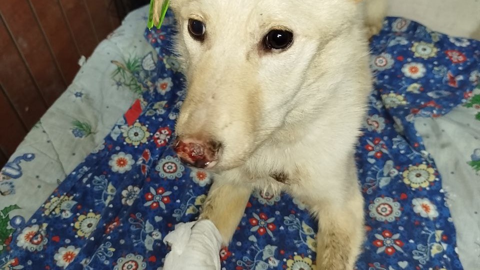 Спасибо всем, кто помогает нам помогать животным, попавшим в беду