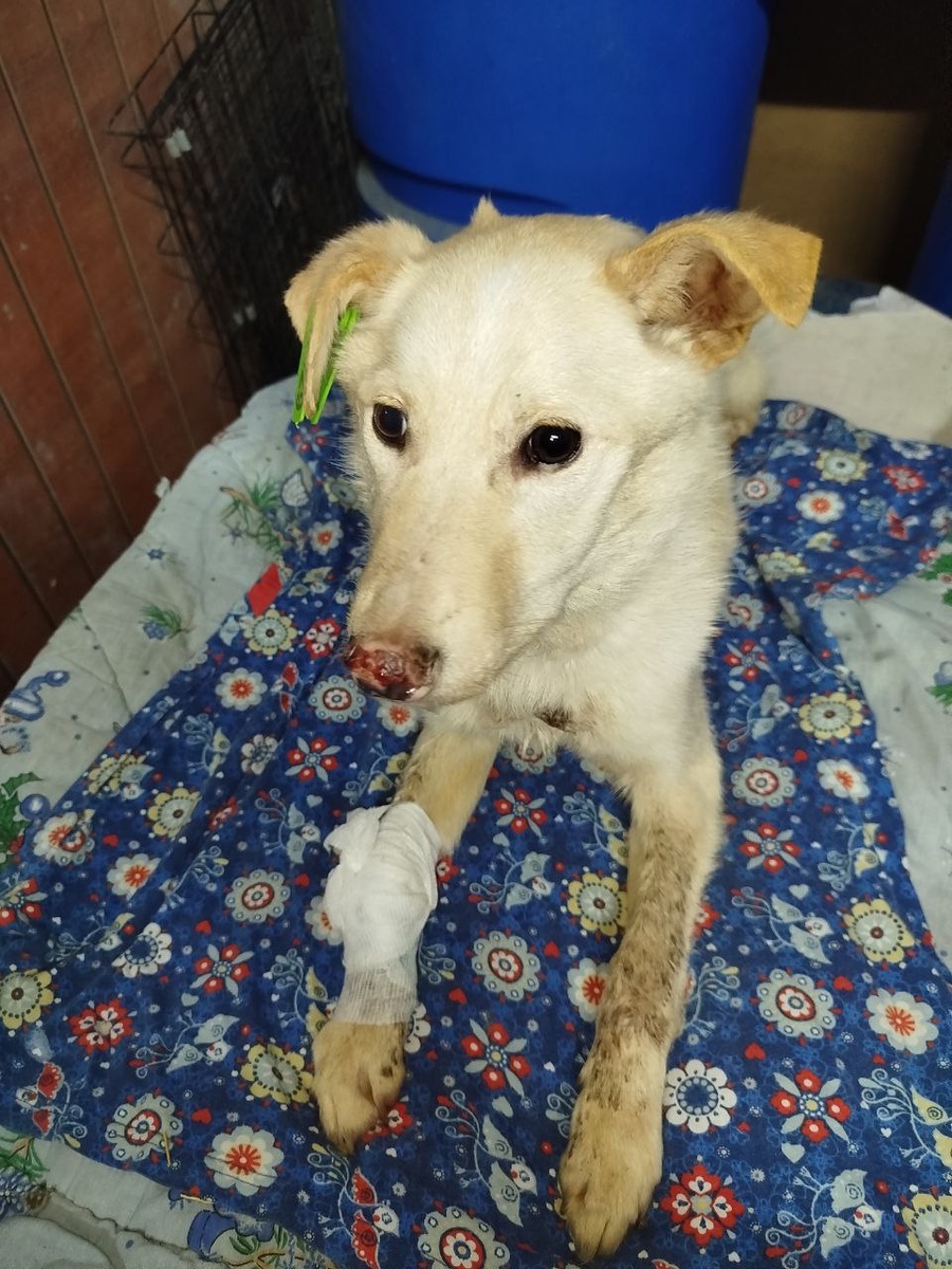 Пёсик Ярик, которого зарали с улицы в сильный мороз. Ярик молодец, не смотря, на серьезные трамы,  держится хорошо