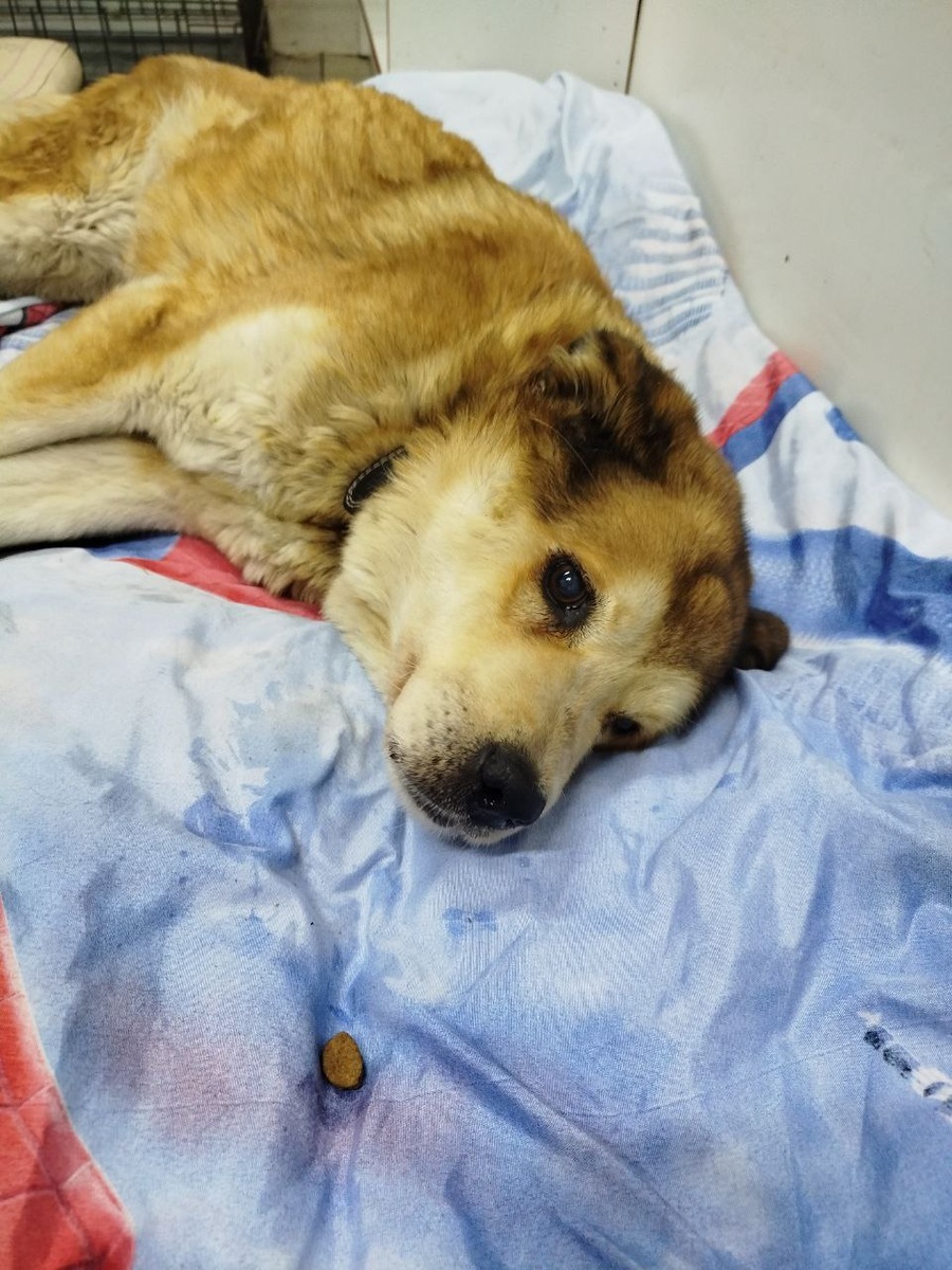 Собачка Венера. Хорошо, что сотрудник приюта сразу заметил, у неё проблемы со здоровьем и собаке оперативно оакзали всю необходимую помощь