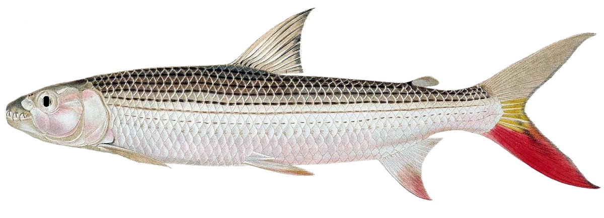 Hydrocynus forskahlii