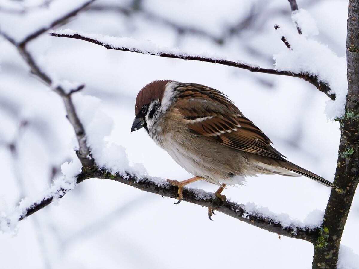    Воробей сидит на ветке дерева в Можайском районе Московской области | © РИА Новости / Александр Вильф