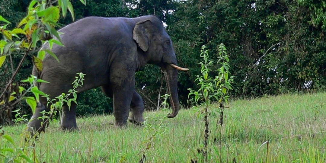 Как защититься от дико опасных слонов в Таиланде: очередная трагедия в Кхауяе