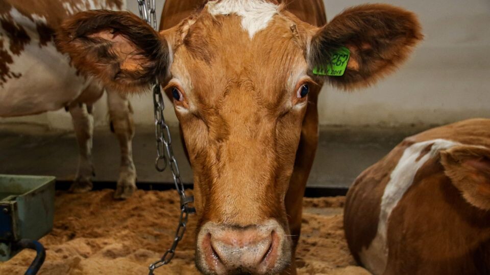    Корова. Источник: Виталий Барабаш