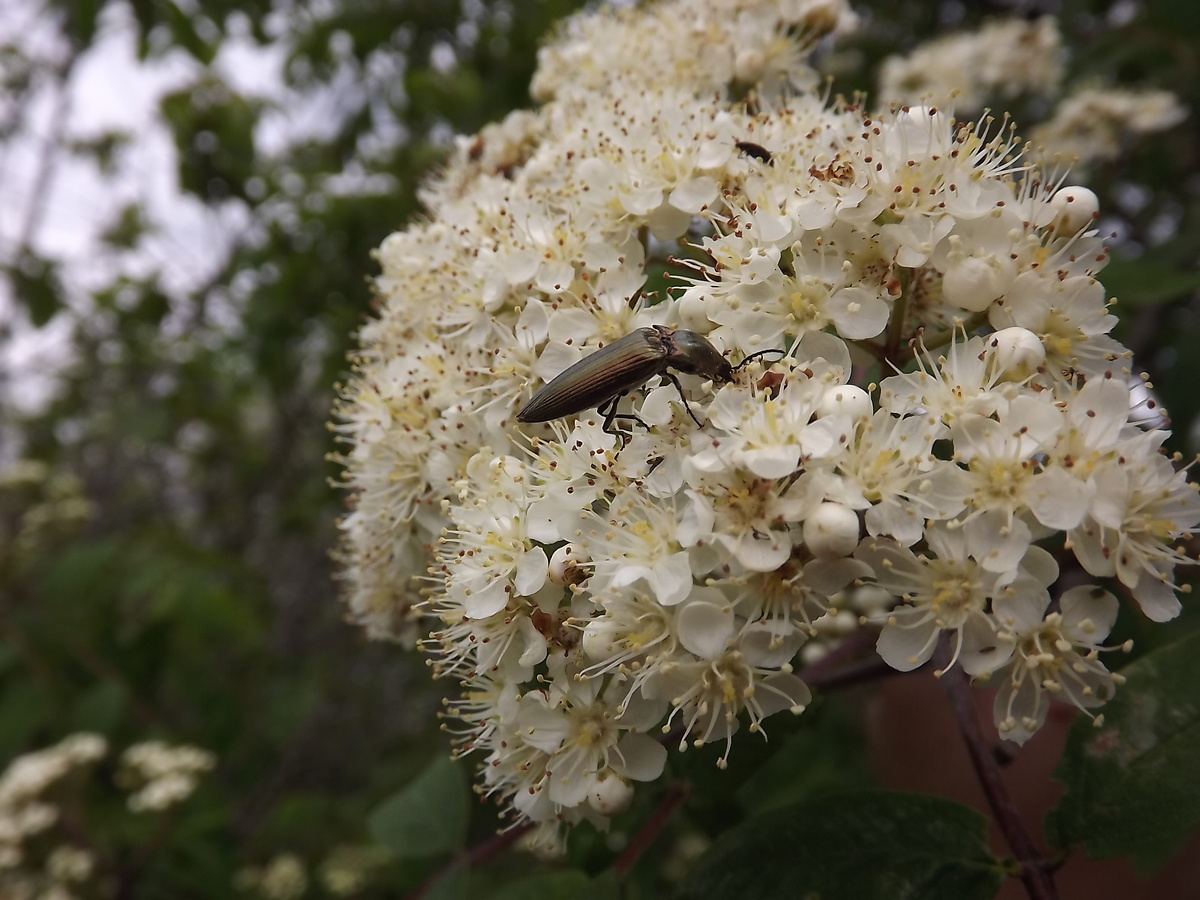 23.05.25 на рябине