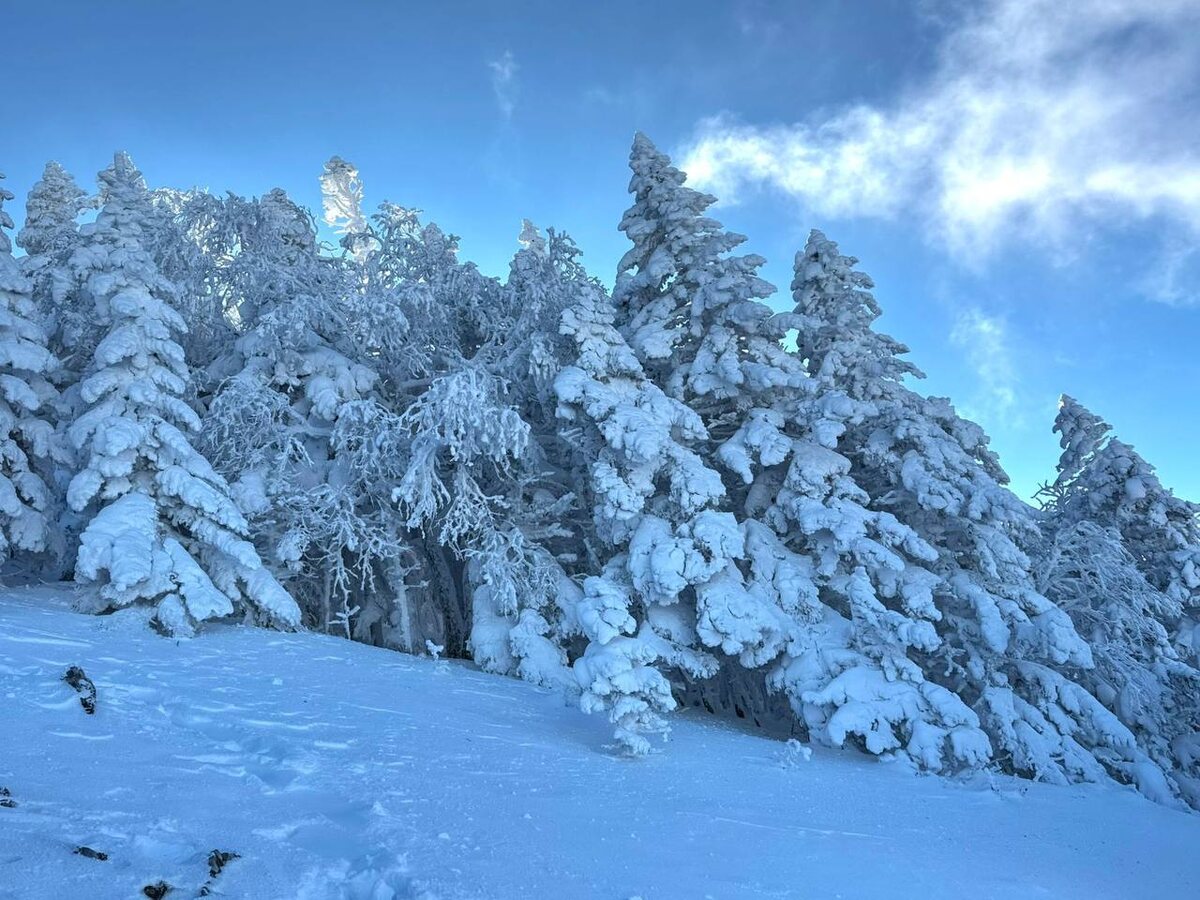 Голец знаменит елями в белоснежных шапках