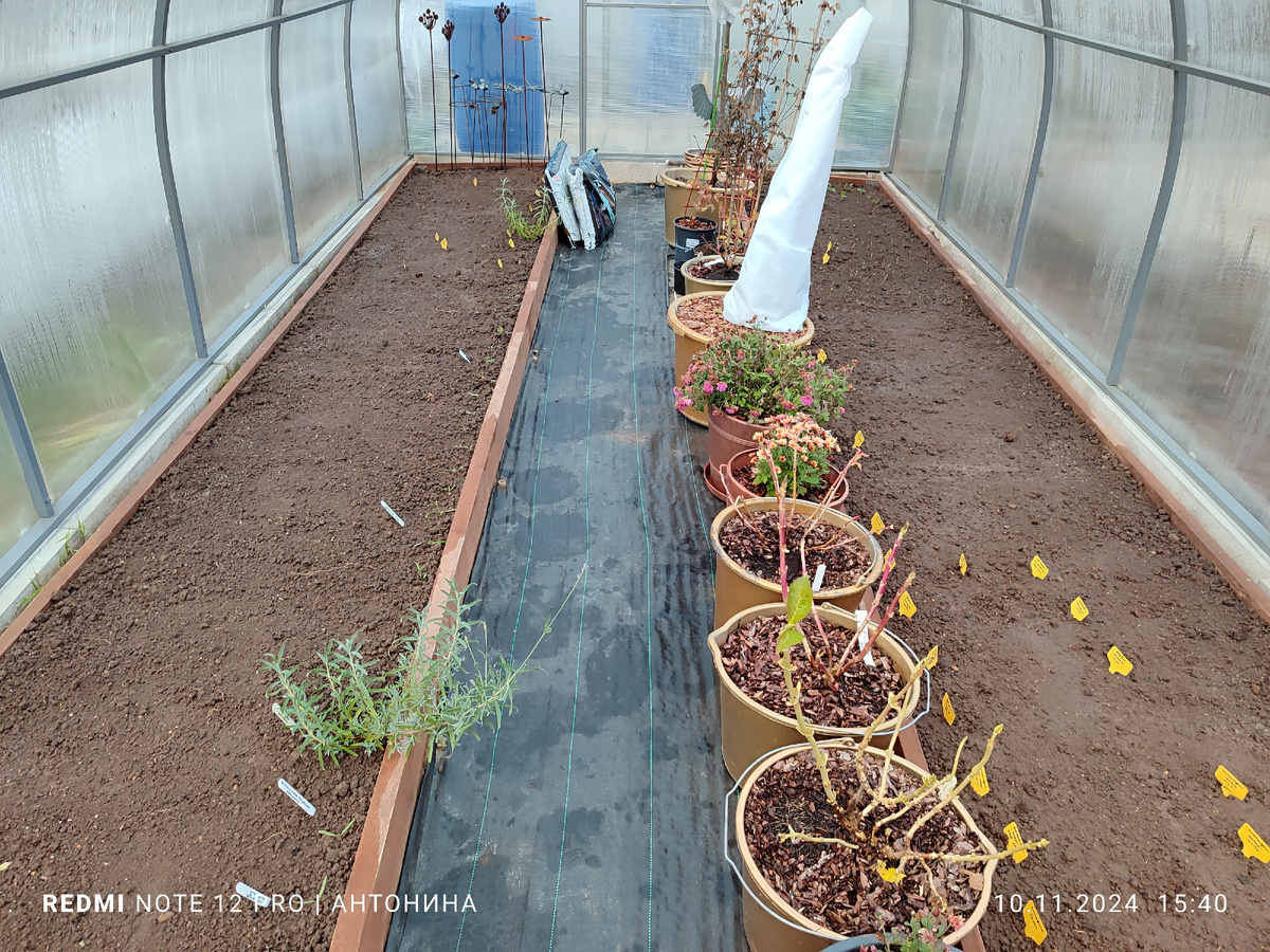 Подзимние посевы осени 2024 года.