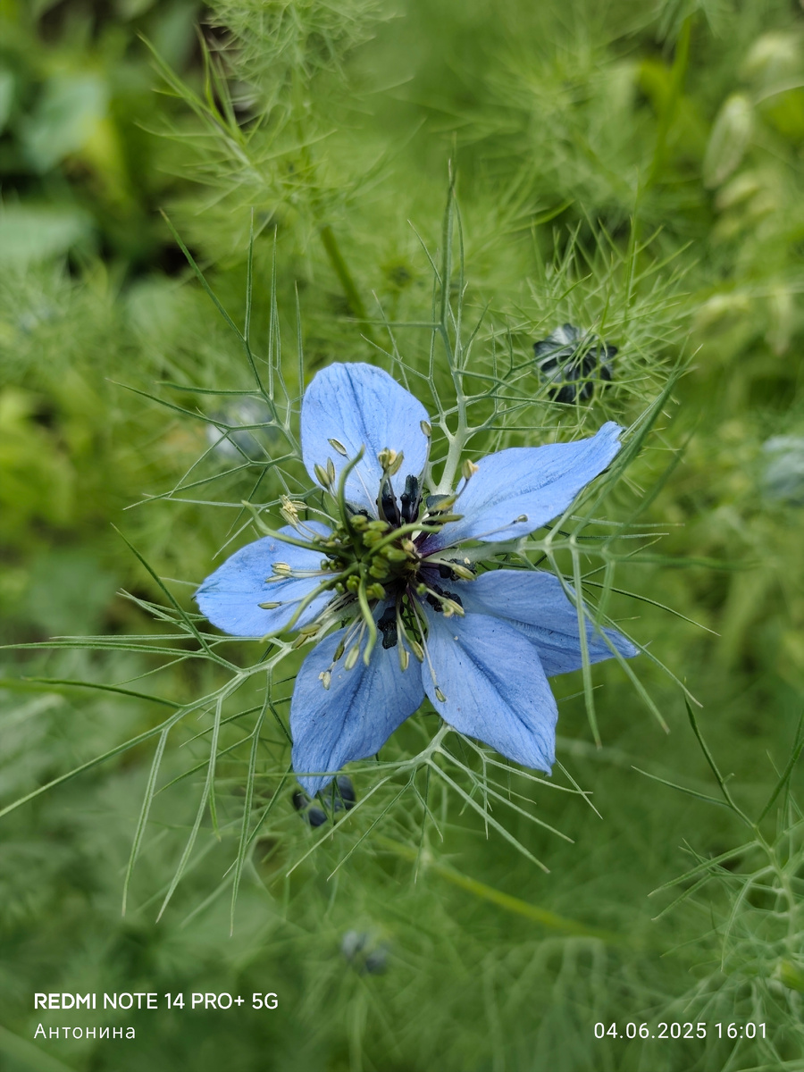 Первый цветочек нигеллы дамасской.