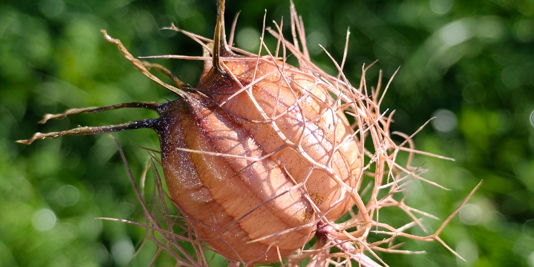 Космическое растение - НИГЕЛЛА ДАМАССКАЯ
