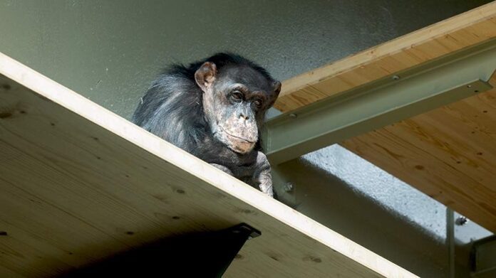    Прогноз 2026 года: от обезьяньего труда к биохакингу для элиты – как фарминдустрия нашла свою золотую жилу. novostix