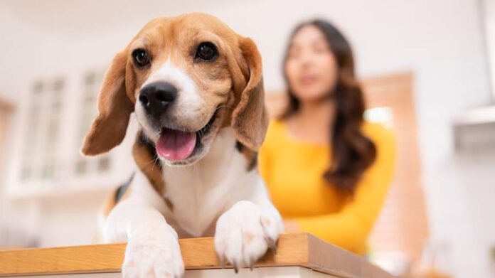    Как нейроакустика превратила домашних питомцев в аудиофилов и почему это может стать угрозой для безопасности мегаполисов.